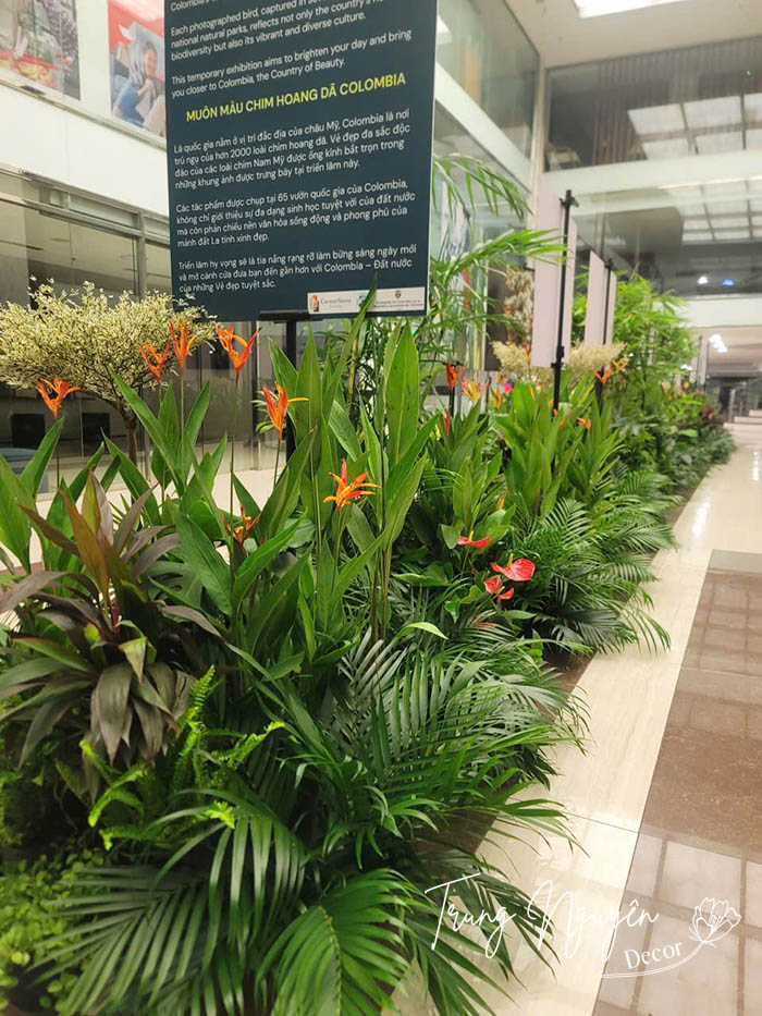 Cho thuê cây sự kiện nước Colombia