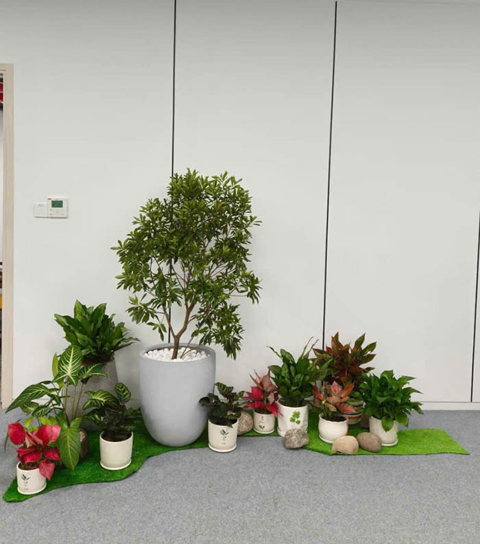 Chậu cây setup văn phòng cho thuê