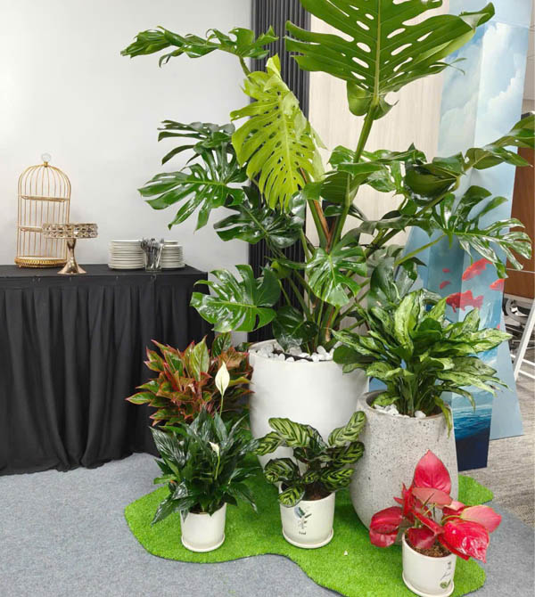 Chậu cây setup văn phòng cho thuê