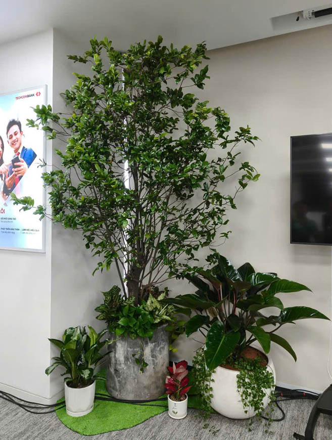 Chậu cây setup văn phòng cho thuê
