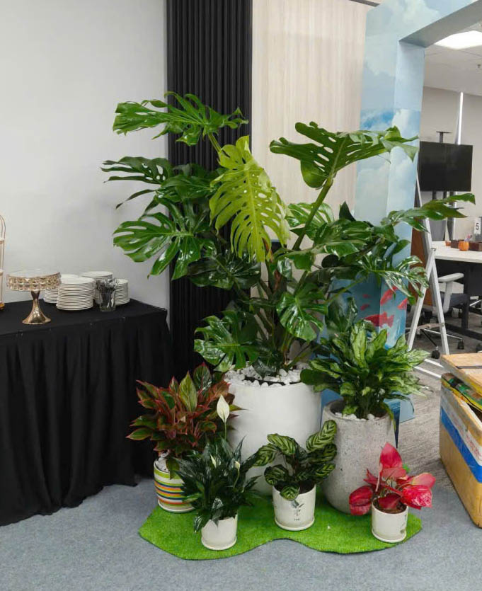 Chậu cây setup văn phòng cho thuê