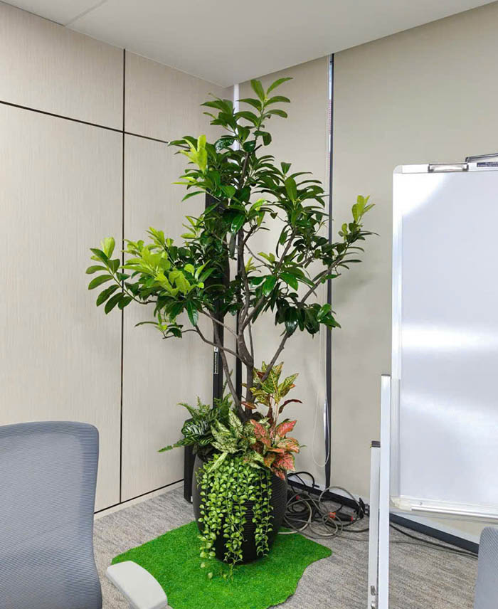 Chậu cây setup văn phòng cho thuê