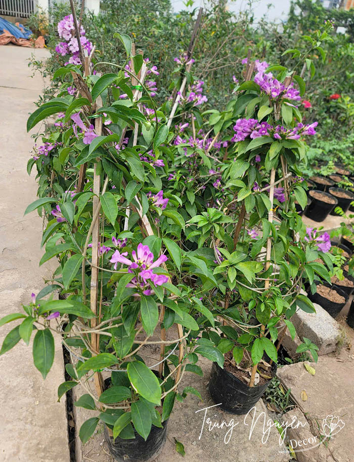 Cây lan tỏi - Ánh hồng