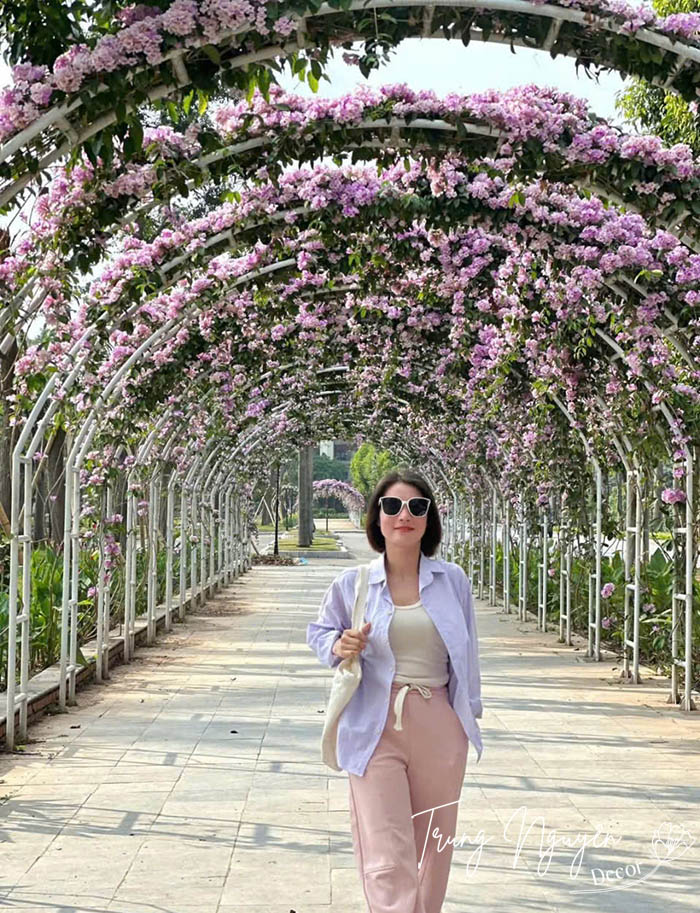 Cây lan tỏi - Ánh hồng