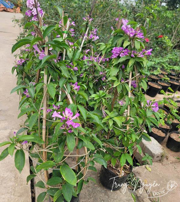 Cây lan tỏi - Ánh hồng