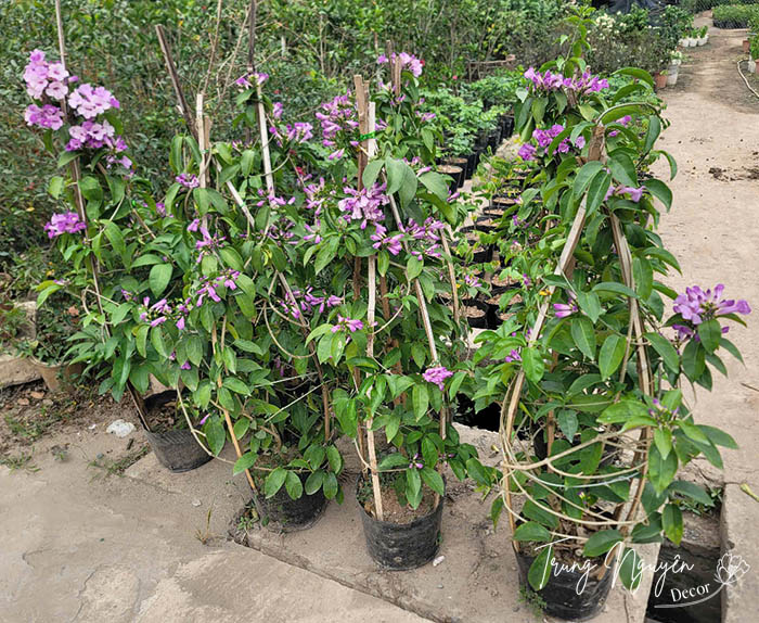 Cây lan tỏi - Ánh hồng