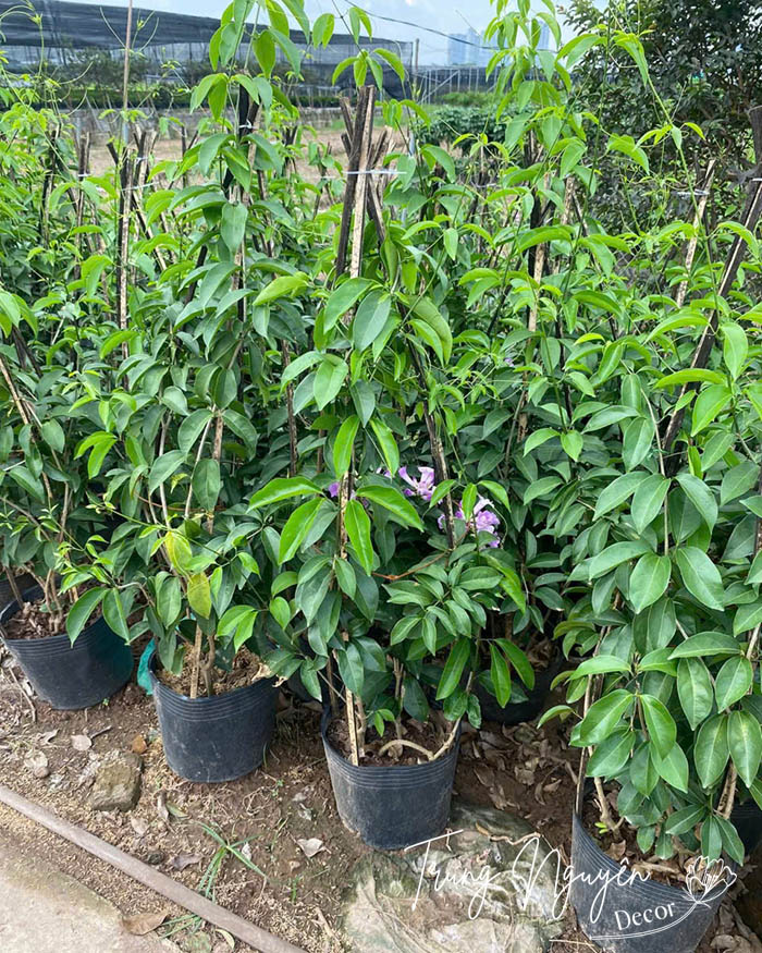 Cây lan tỏi - Ánh hồng