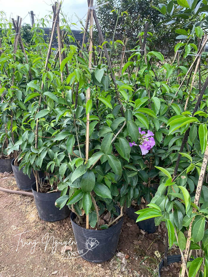 Cây lan tỏi - Ánh hồng