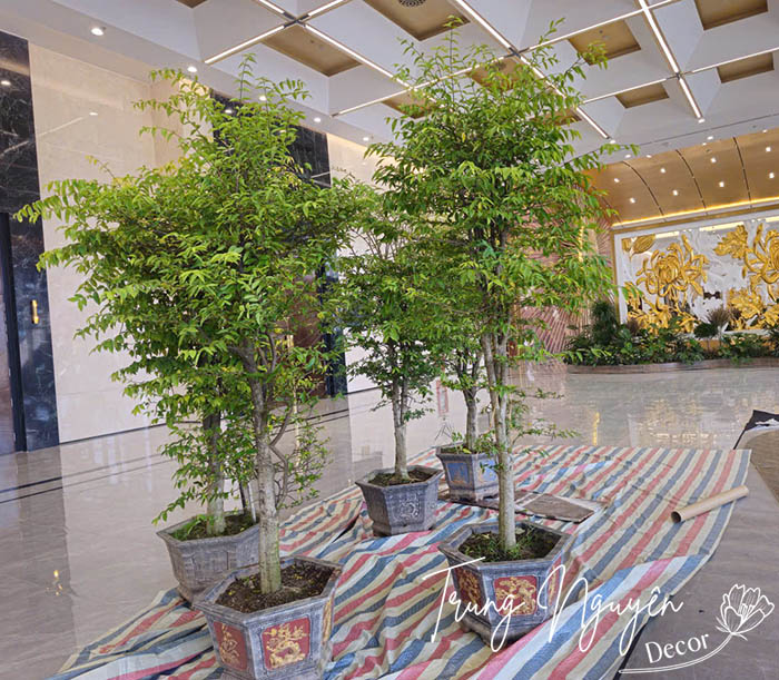 Cây cho thuê sự kiện trang trí sân khấu Hà Nội