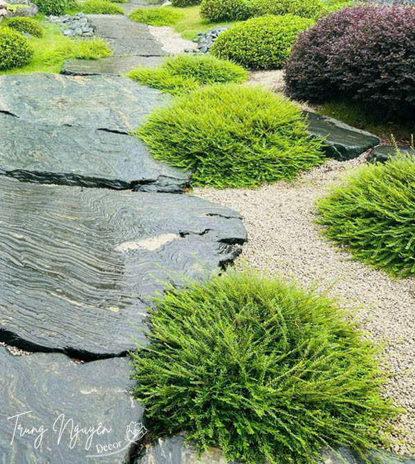 Cây Sơn Liễu Thái - Úc