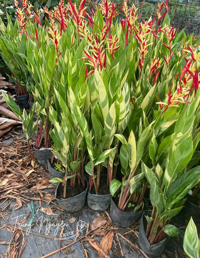 Cây hoa Mỏ Két - Thiên điểu