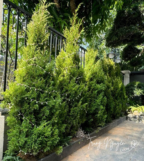 Cây Tùng Tháp - Sơn Tùng