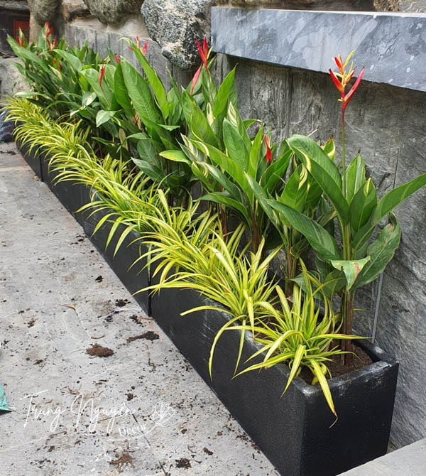 Cây hoa Mỏ Két - Thiên điểu