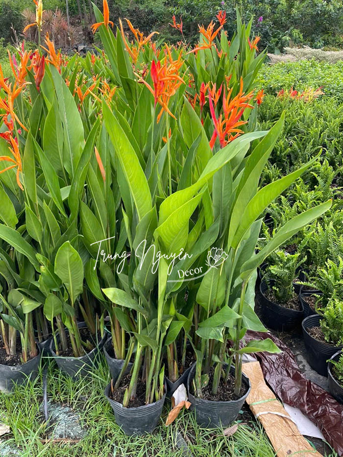 Cây hoa Mỏ Két - Thiên điểu