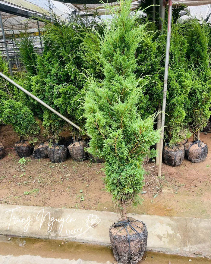 Cây Tùng Tháp - Sơn Tùng