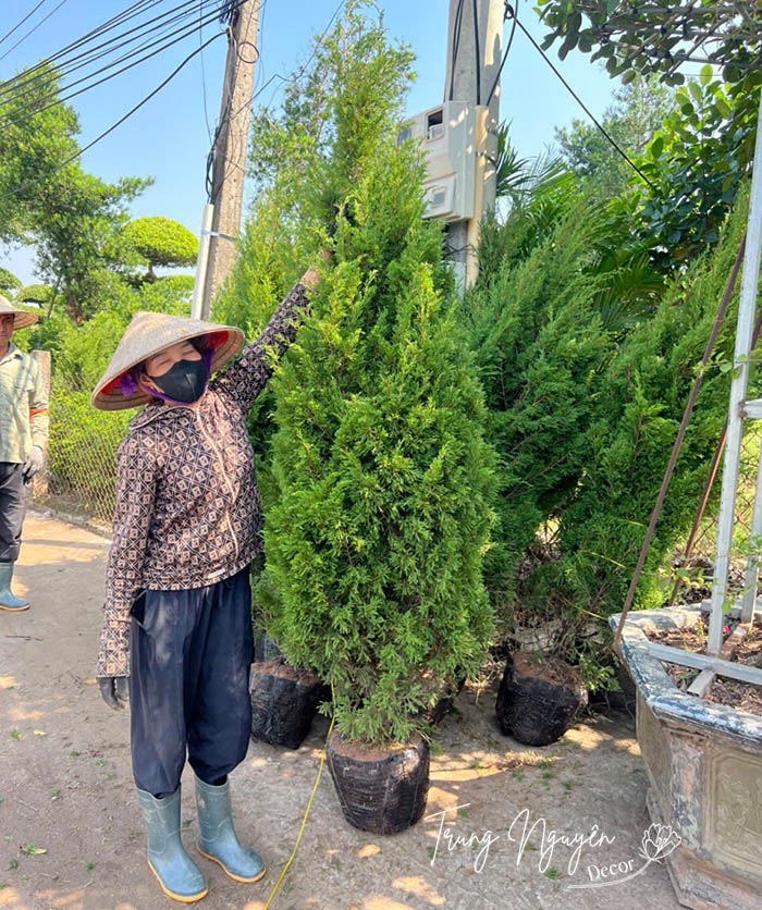 Cây Tùng Tháp - Sơn Tùng