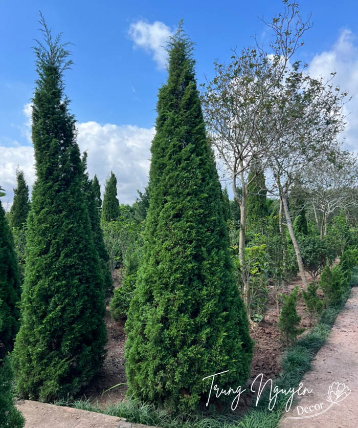 Cây Tùng Tháp - Sơn Tùng