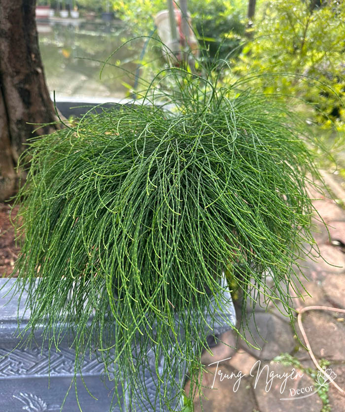 Cây Sơn Liễu Thái - Úc