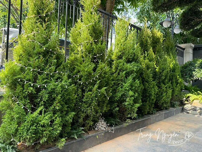 Cây Tùng Tháp - Sơn Tùng