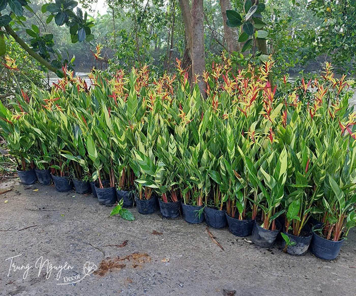 Cây hoa Mỏ Két - Thiên điểu