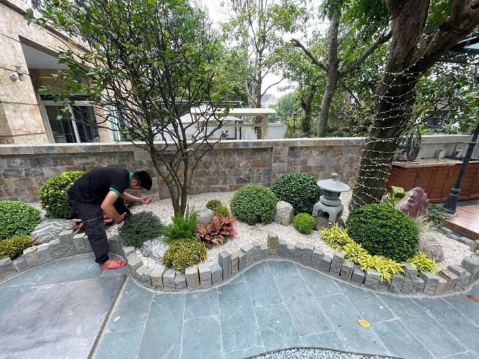 Cây tán tròn trồng sân vườn nhật 