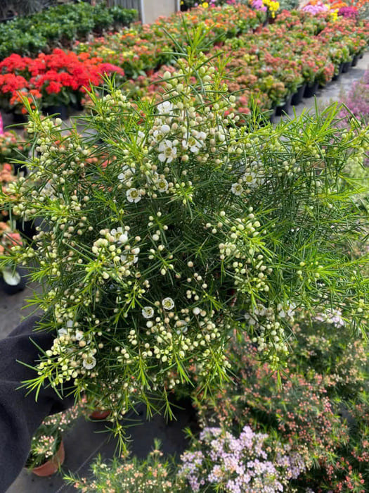 Cây hoa Thanh Liễu