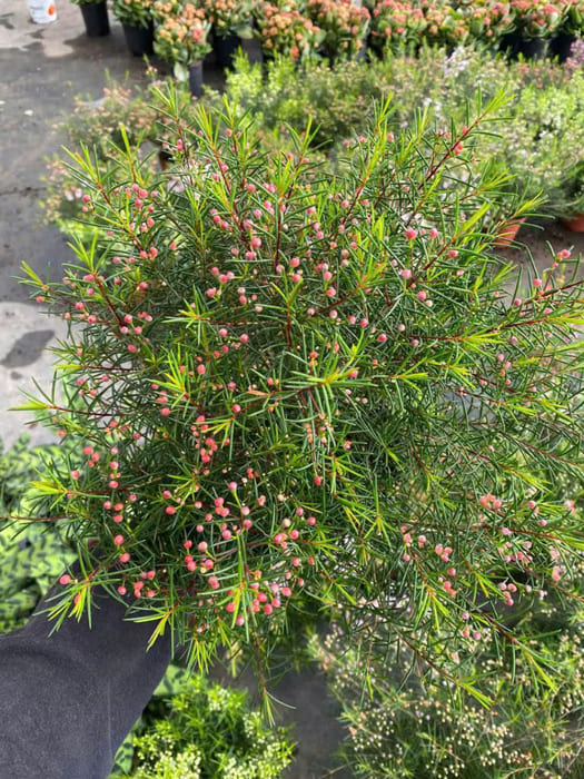 Cây hoa Thanh Liễu