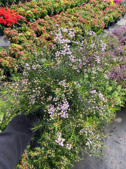 Cây hoa Thanh Liễu