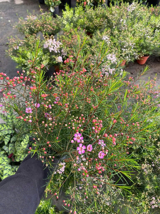 Cây hoa Thanh Liễu