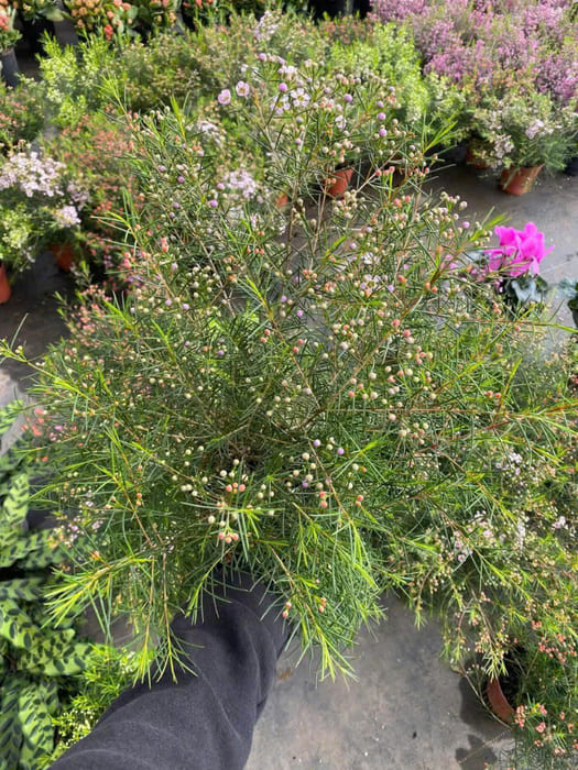 Cây hoa Thanh Liễu