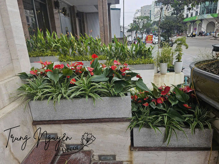 Cây trồng sảnh khách sạn