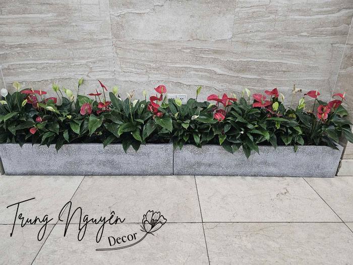 Cây trồng sảnh khách sạn