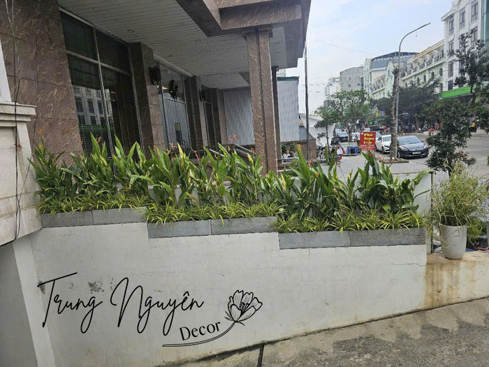Cây trồng sảnh khách sạn