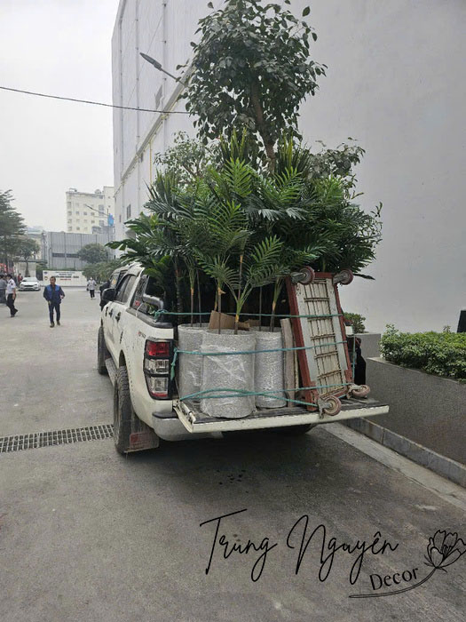 Chậu cây giả Oliu, Motera, Phát Tài Núi sự kiện