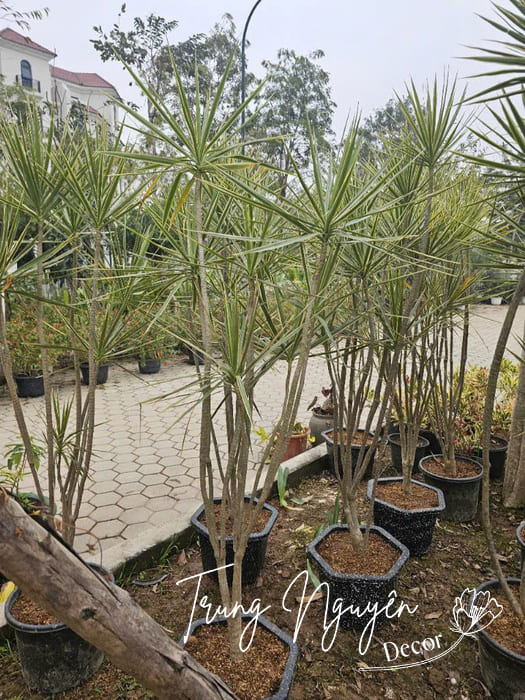 Cây huyết long trắng