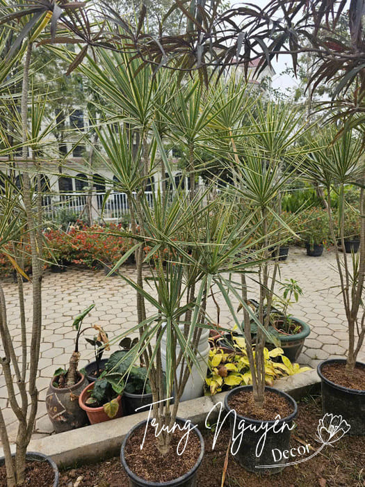 Cây huyết long trắng