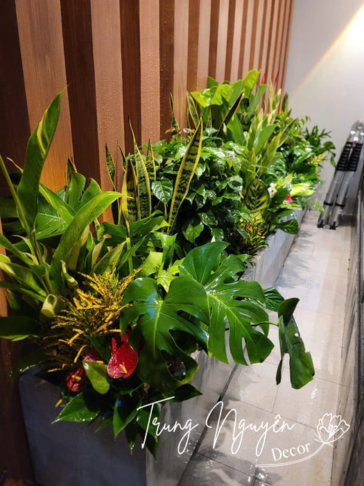 Setup cây trồng ban công, giếng trời nhà phố
