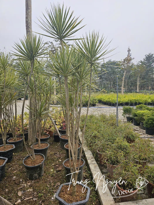 Cây huyết long trắng