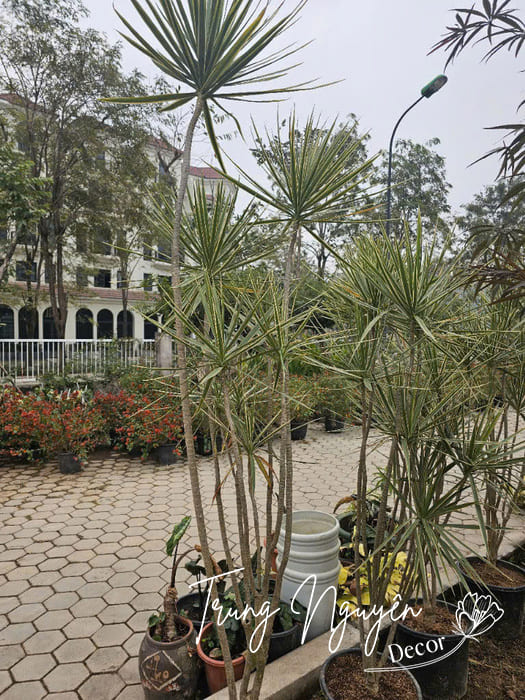 Cây huyết long trắng
