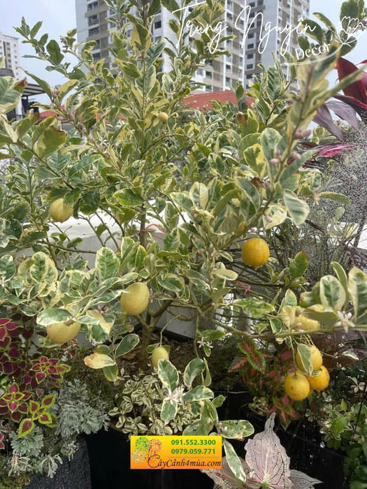 Cây nhập khẩu decor cây vườn biệt thự sang cao cấp