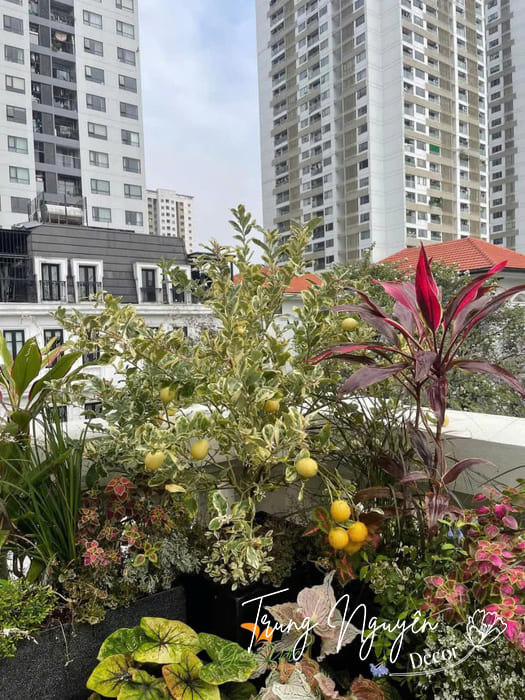 Cây nhập khẩu decor cây vườn biệt thự sang cao cấp