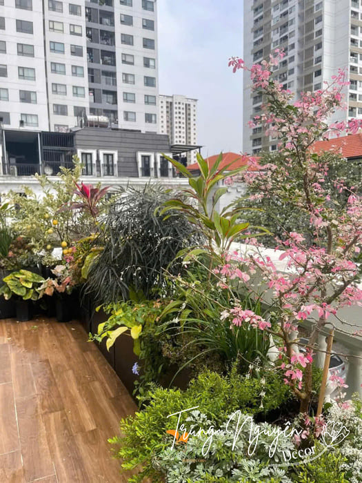 Cây nhập khẩu decor cây vườn biệt thự sang cao cấp