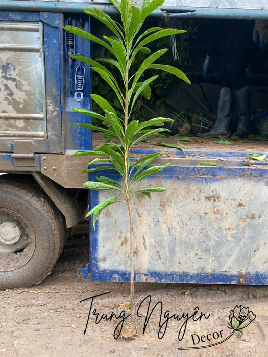 Cây trứng gà giống