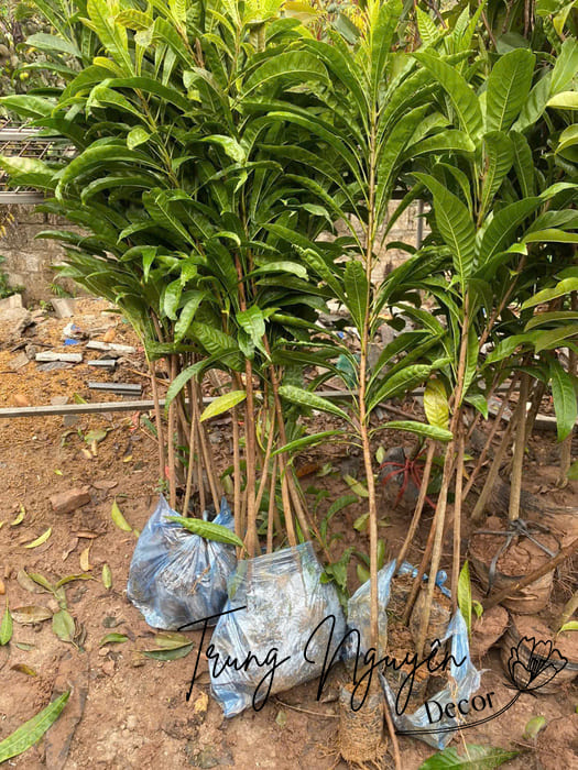 Cây trứng gà giống