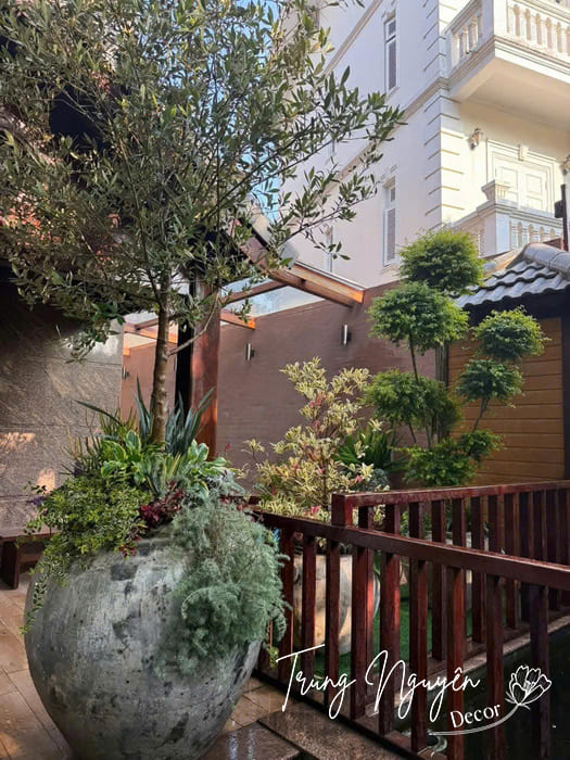 Cây nhập khẩu decor cây vườn biệt thự sang cao cấp