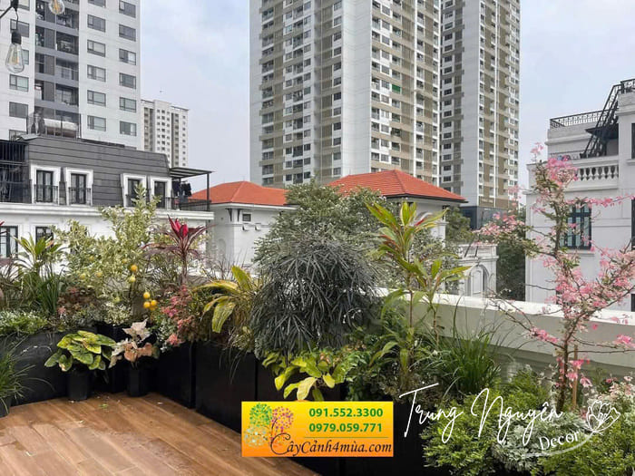 Cây nhập khẩu decor cây vườn biệt thự sang cao cấp