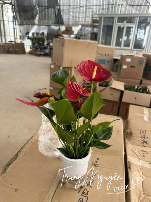 Cây thủy sinh mini đặt bàn