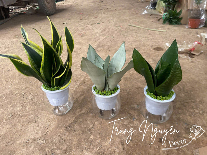 Cây thủy sinh mini đặt bàn