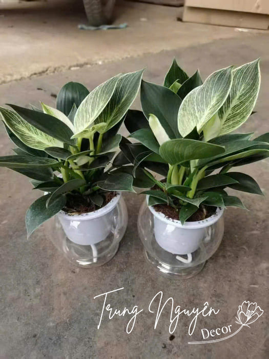 Cây thủy sinh mini đặt bàn