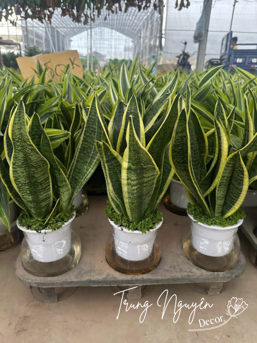 Cây thủy sinh mini đặt bàn